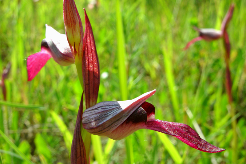 Orchidee del Chianti - Ophrys sphegodes e altre...